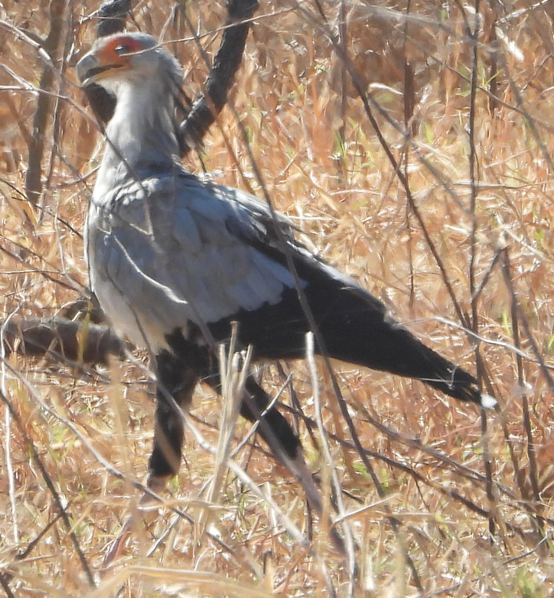 Secretarybird - ML638213640