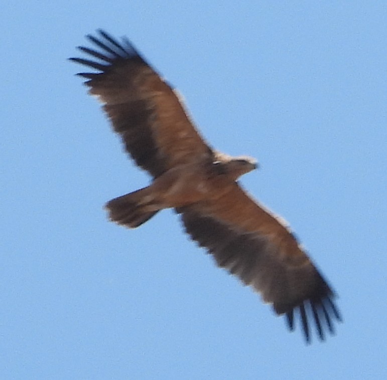 Tawny Eagle - ML638213652
