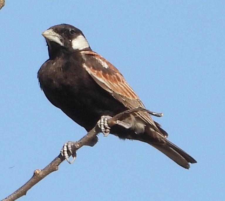 Chestnut-backed Sparrow-Lark - ML638213658