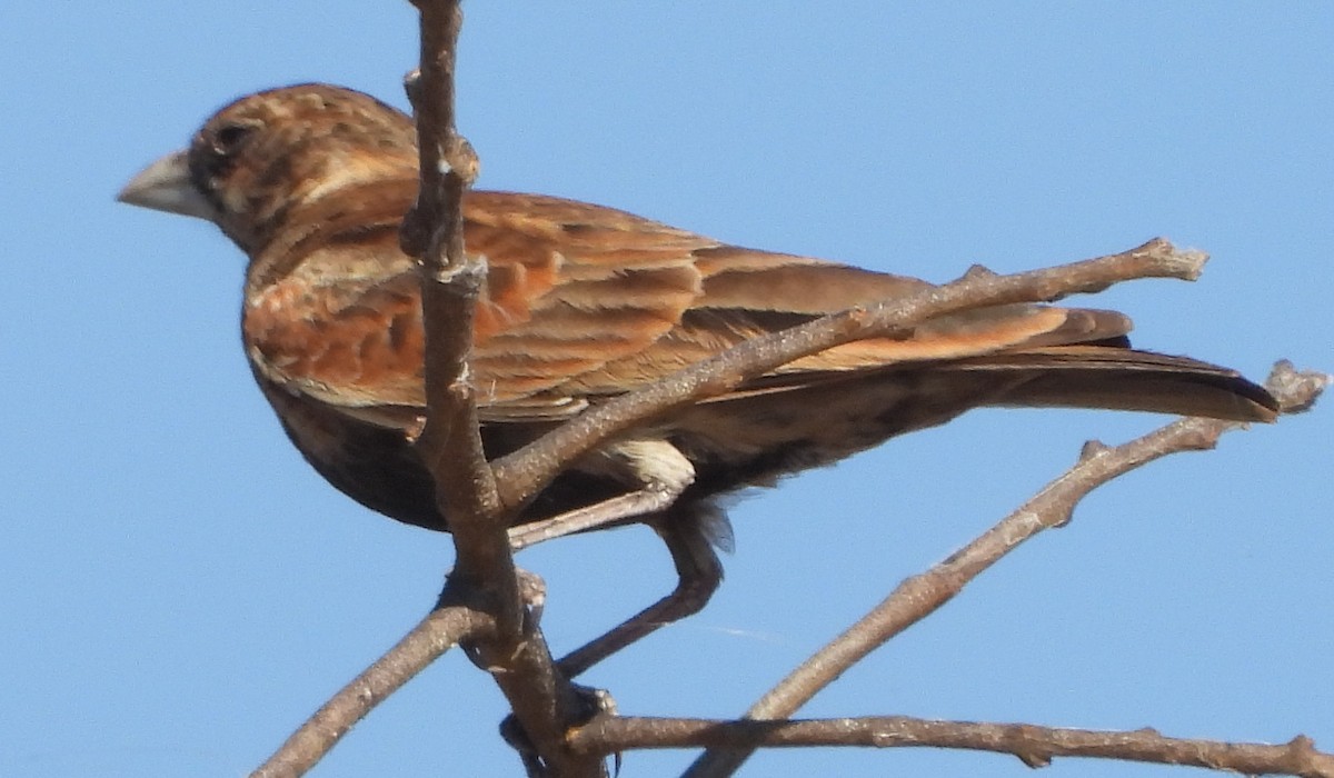 Chestnut-backed Sparrow-Lark - ML638213659