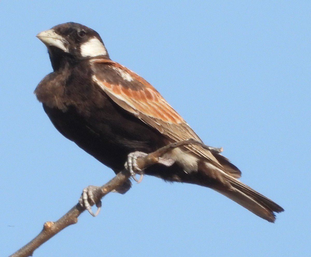 Chestnut-backed Sparrow-Lark - ML638213660