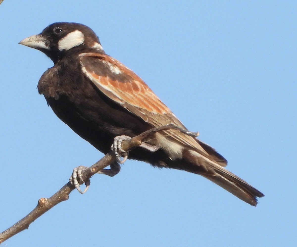 Chestnut-backed Sparrow-Lark - ML638213661