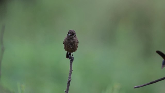 Трав’янка чорна - ML638213665