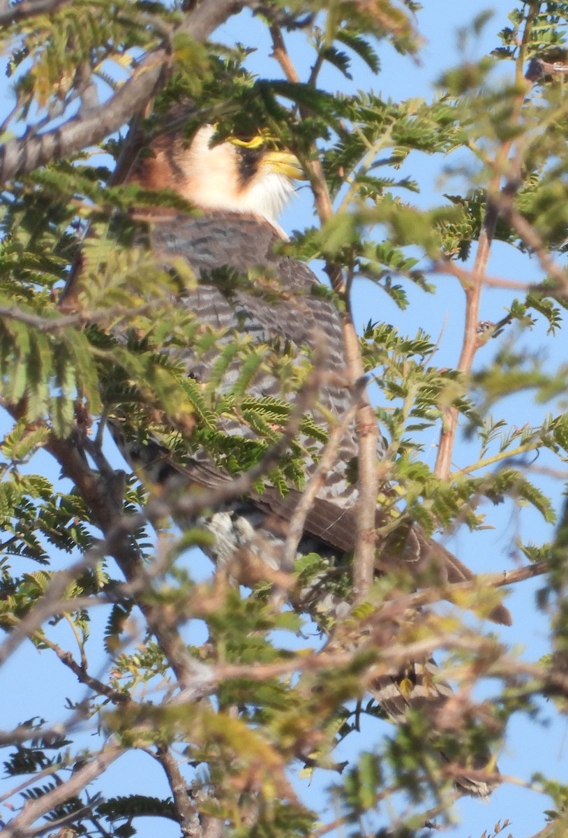 Red-necked Falcon - ML638213666