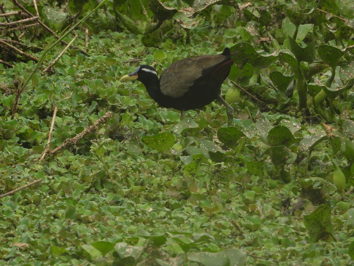 Bronze-winged Jacana - ML638213672