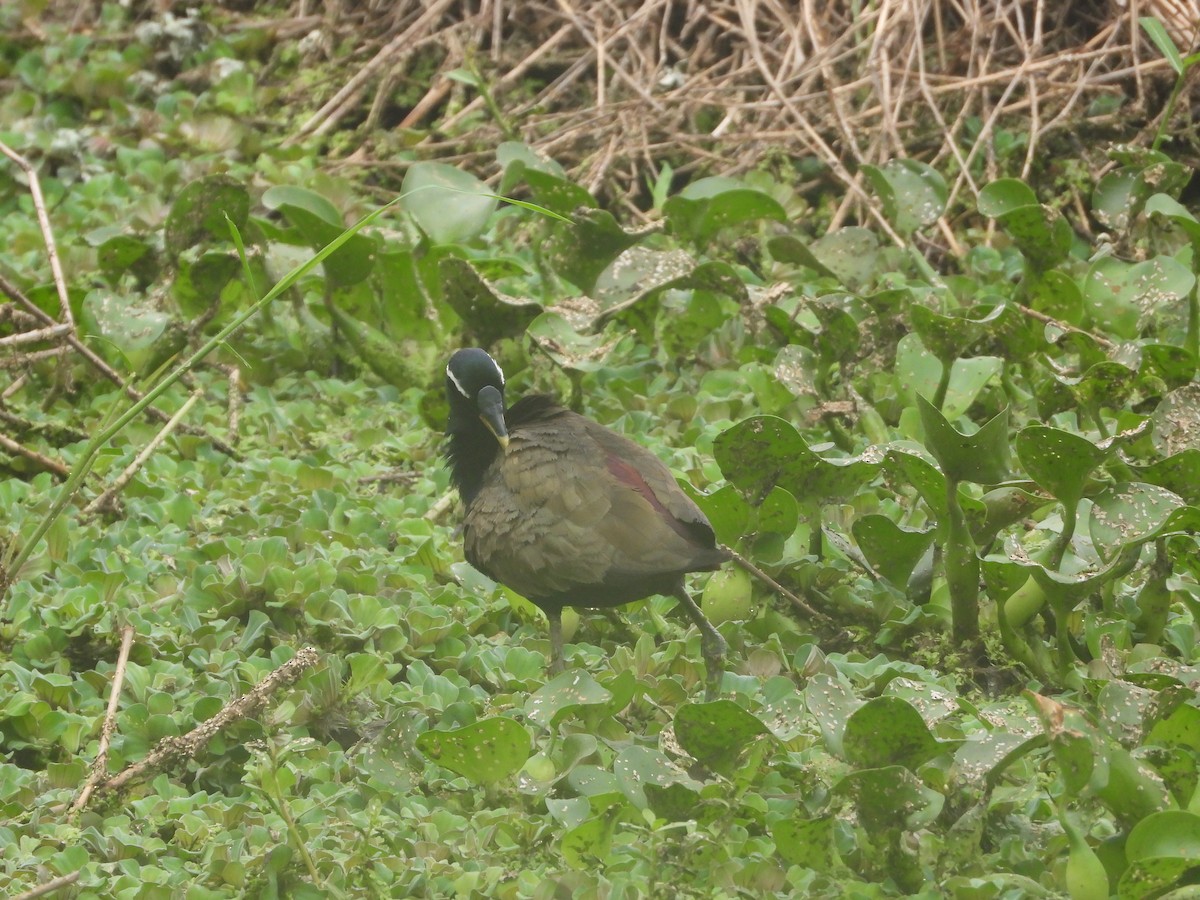 Bronze-winged Jacana - ML638213673