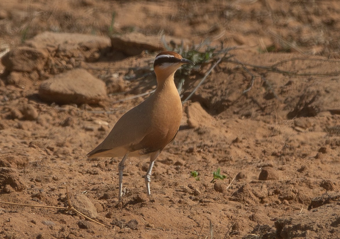 Indian Courser - ML638213680