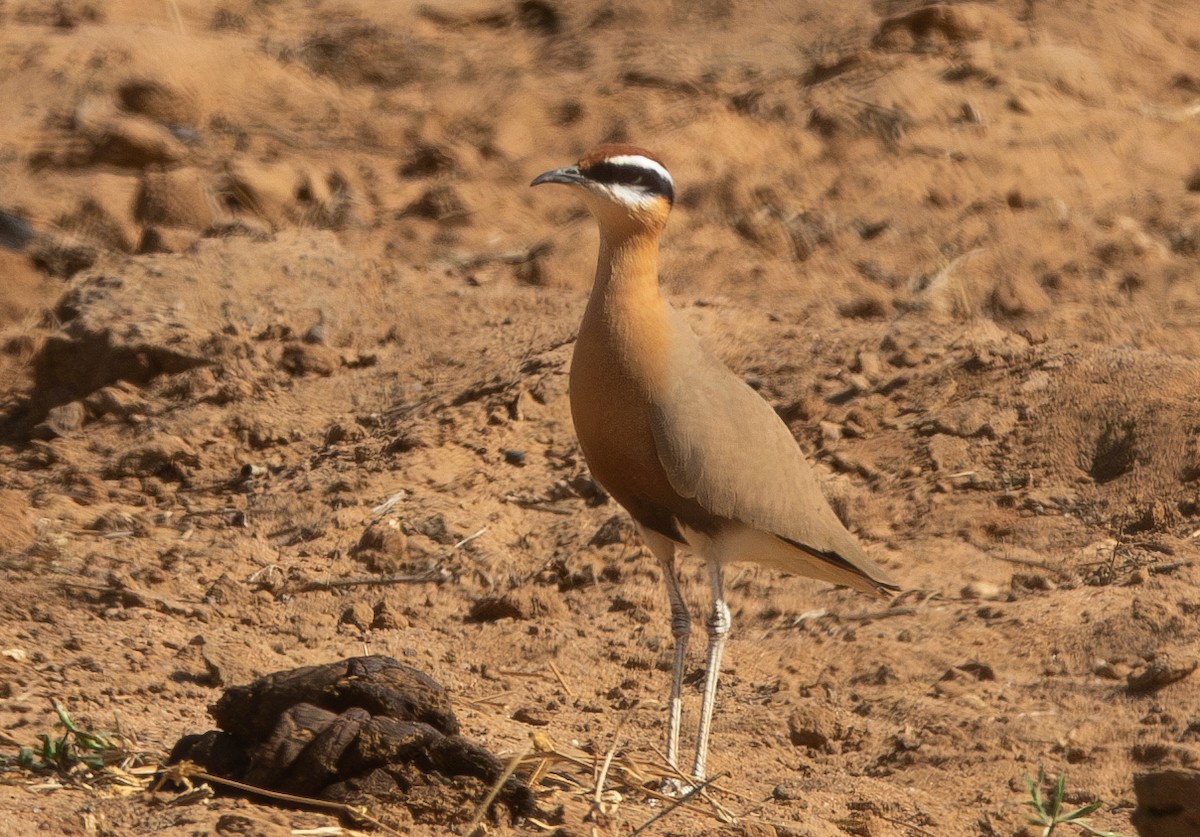 Indian Courser - ML638213681