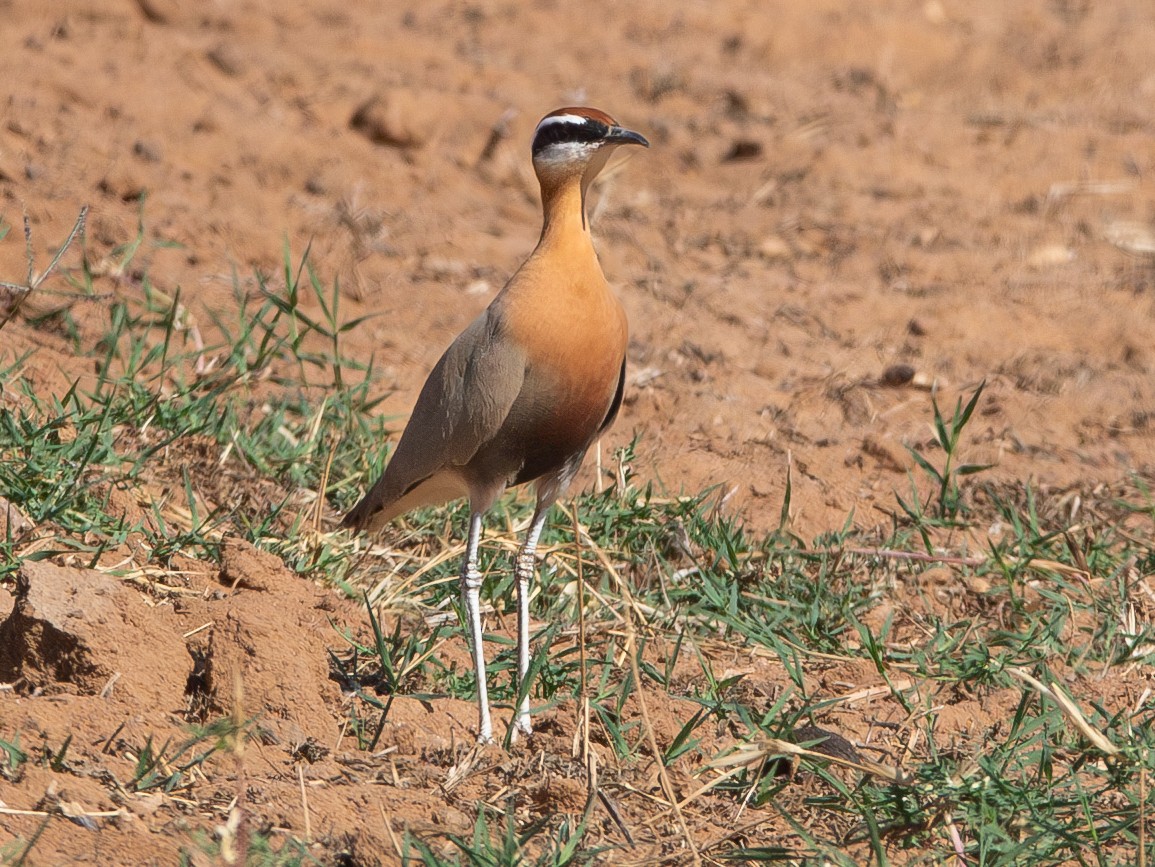 Indian Courser - ML638213683