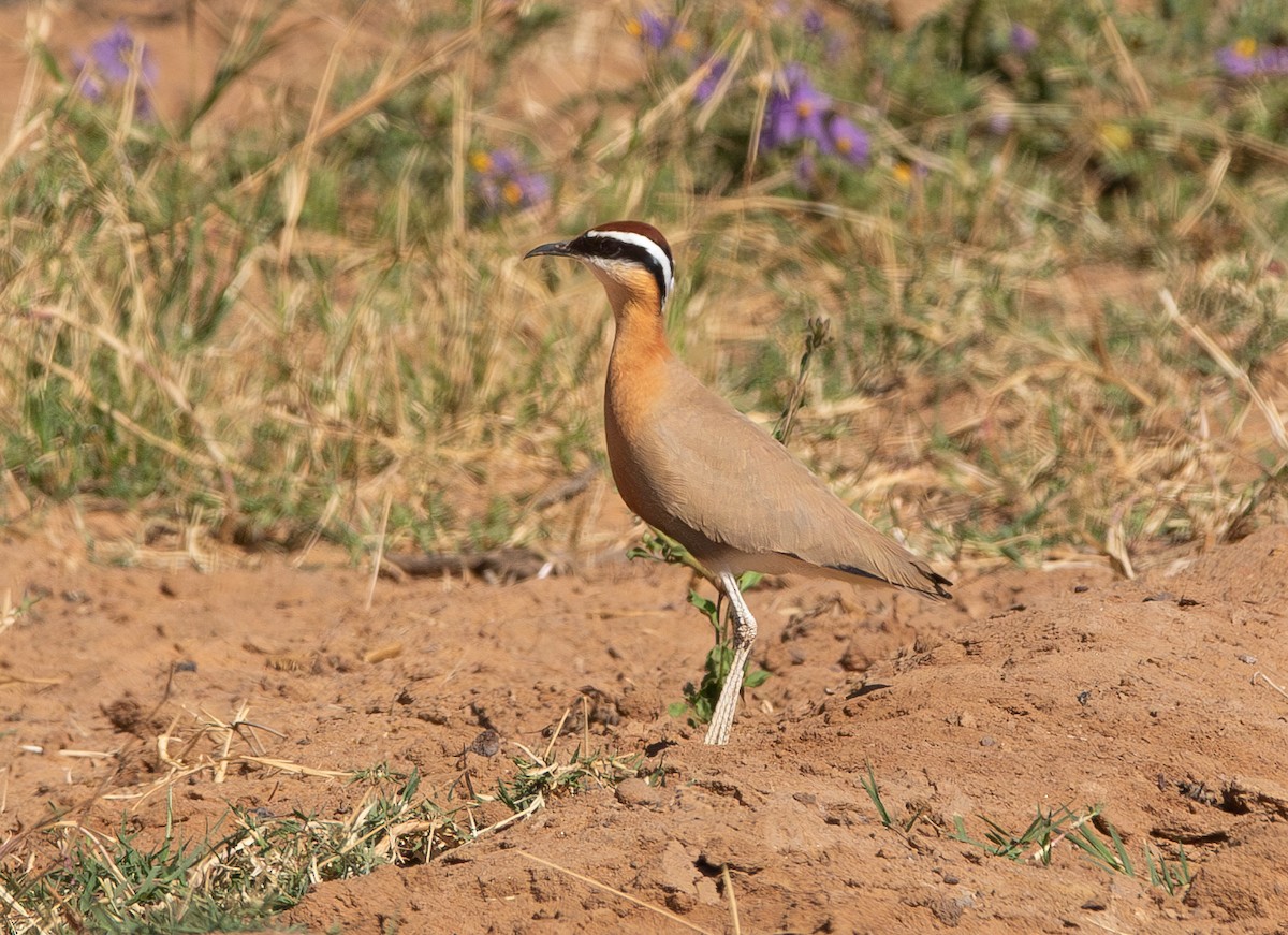 Indian Courser - ML638213684