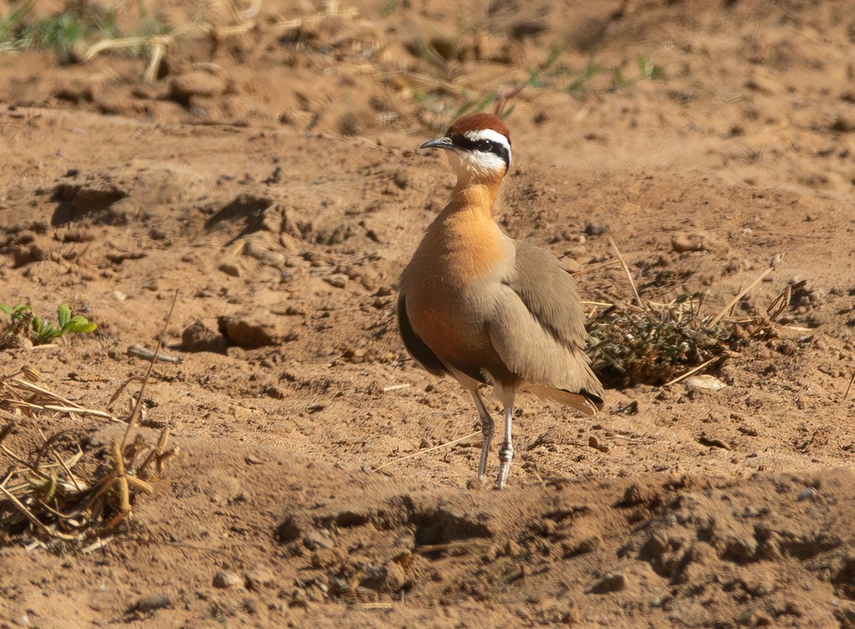 Indian Courser - ML638213685