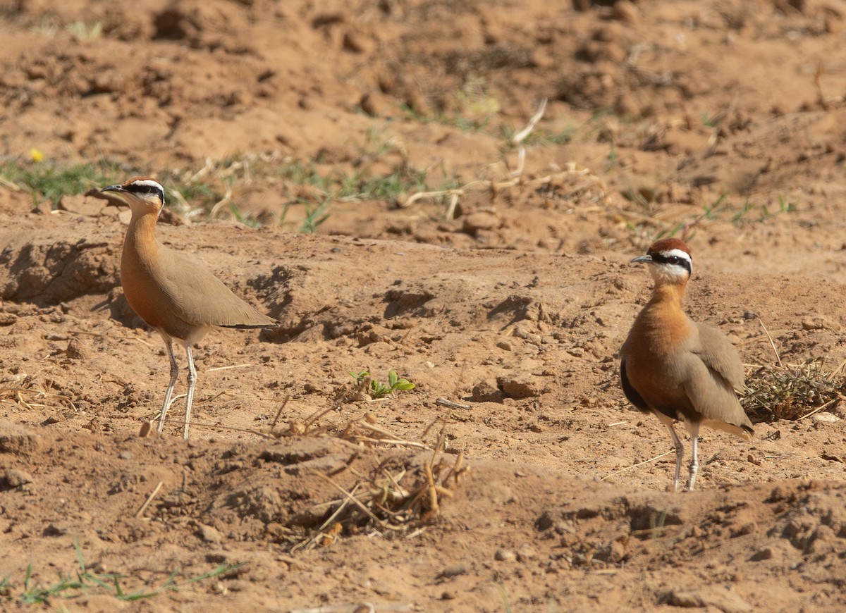 Indian Courser - ML638213686