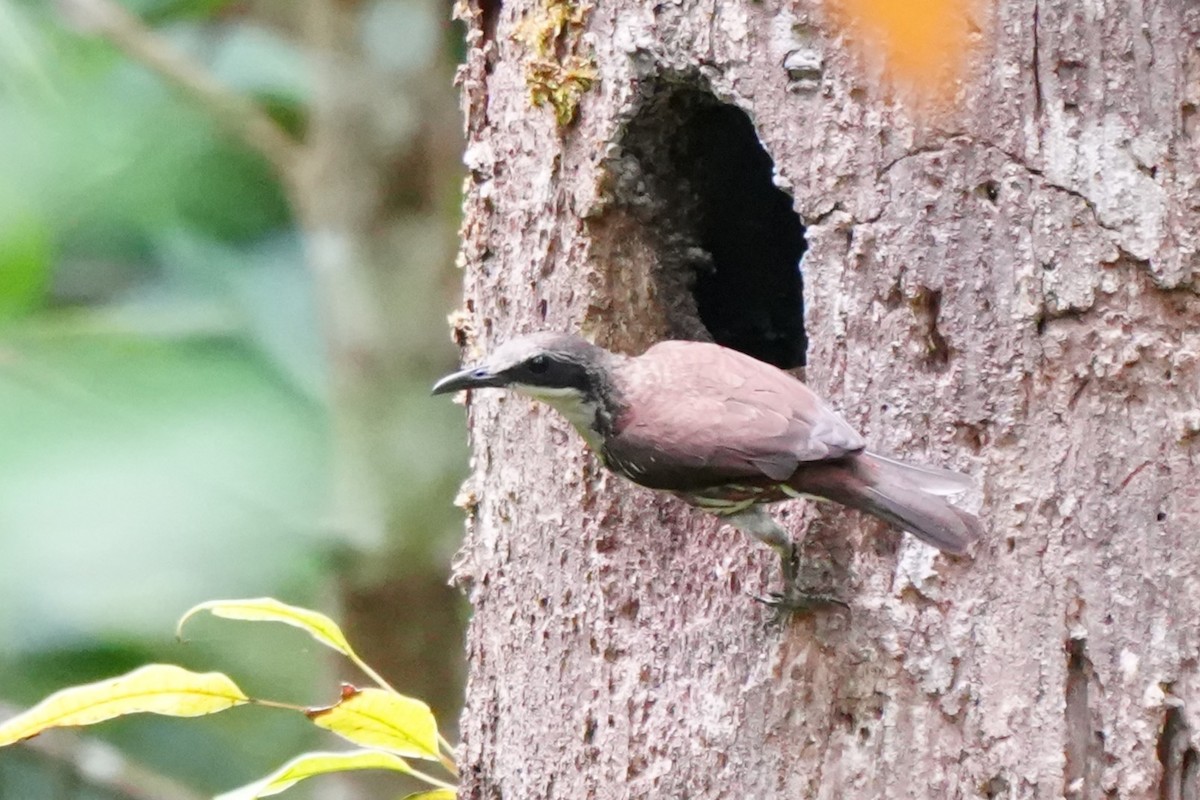 Long-billed Rhabdornis - ML638213695