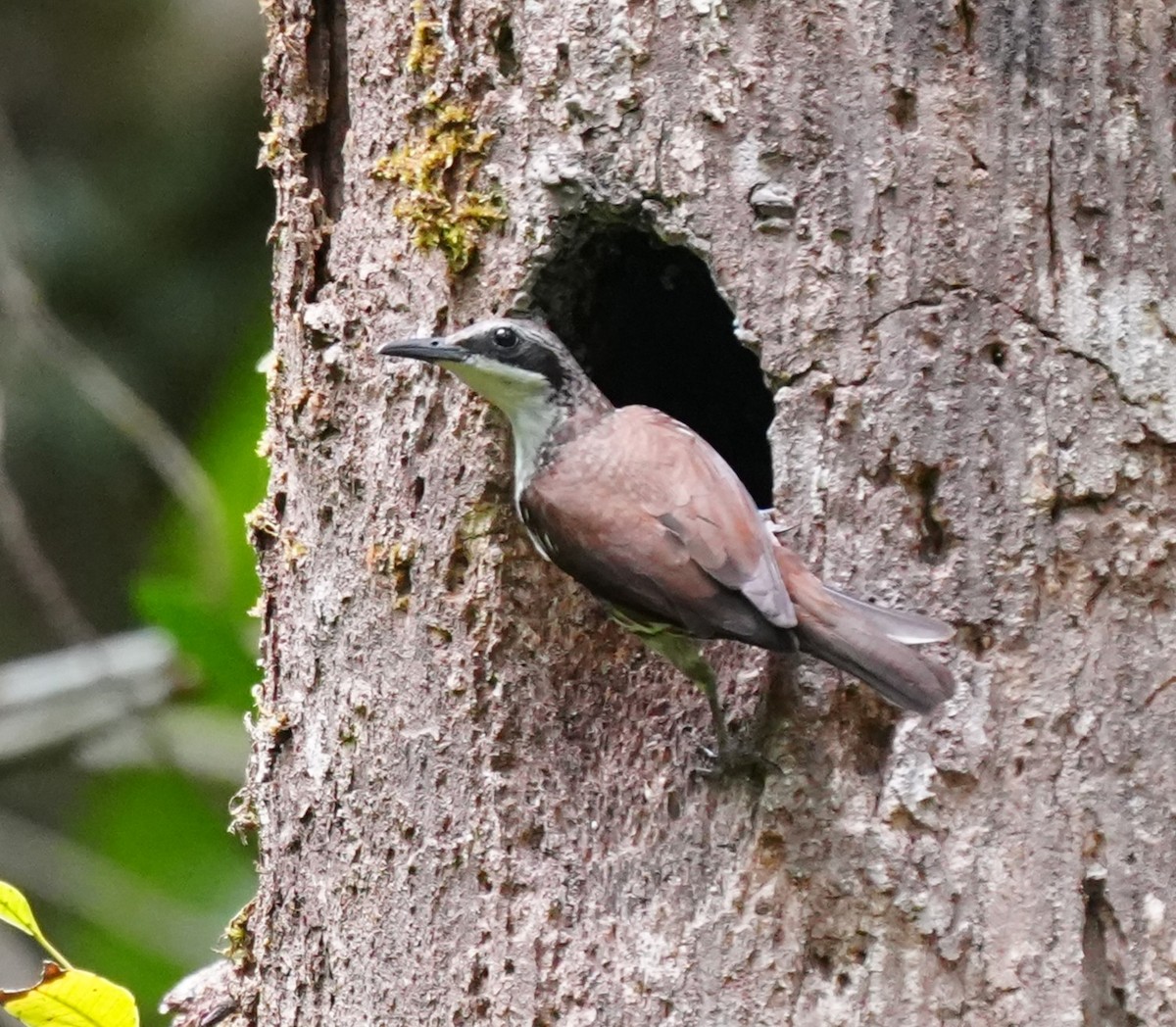 Long-billed Rhabdornis - ML638213696