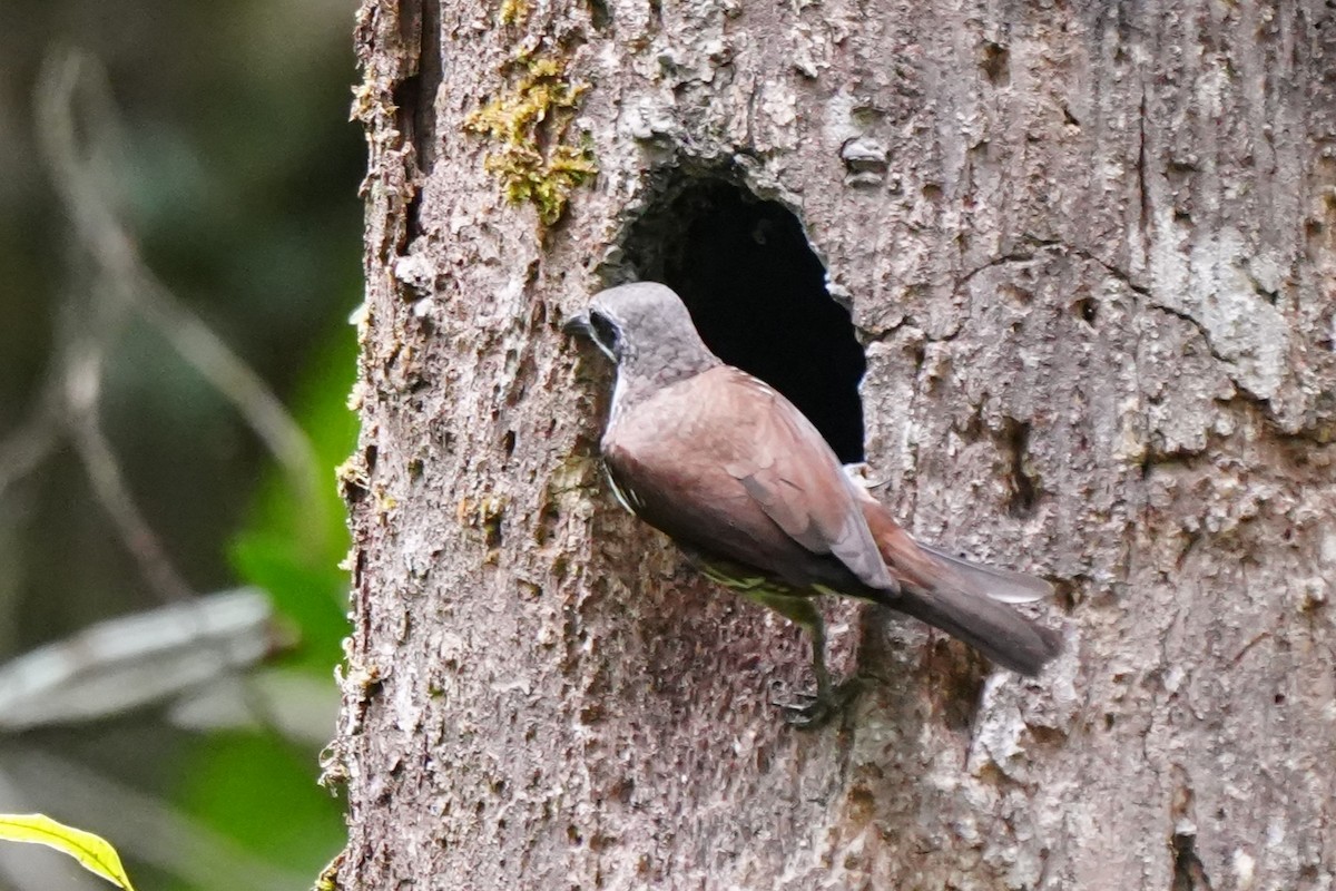 Long-billed Rhabdornis - ML638213697