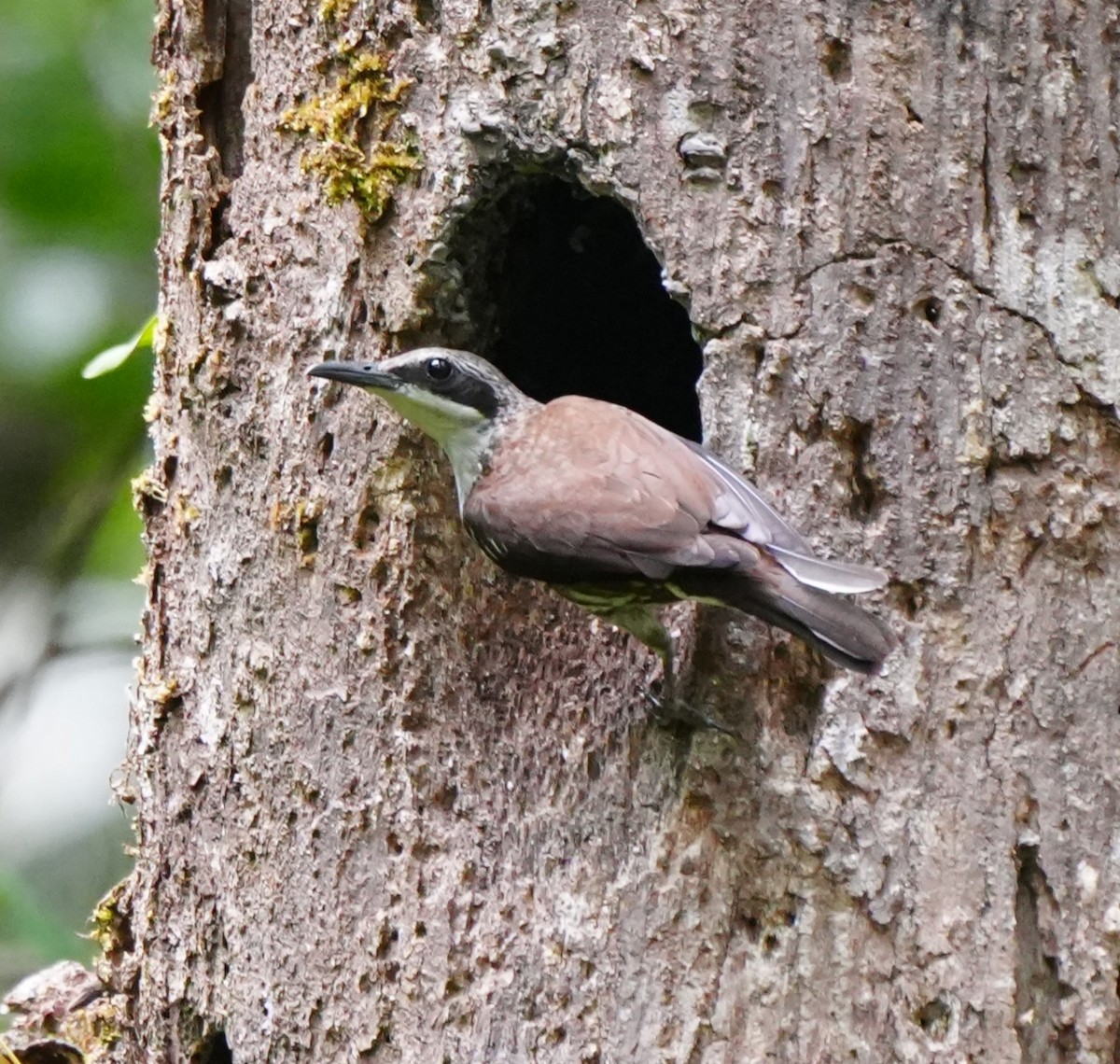 Long-billed Rhabdornis - ML638213699