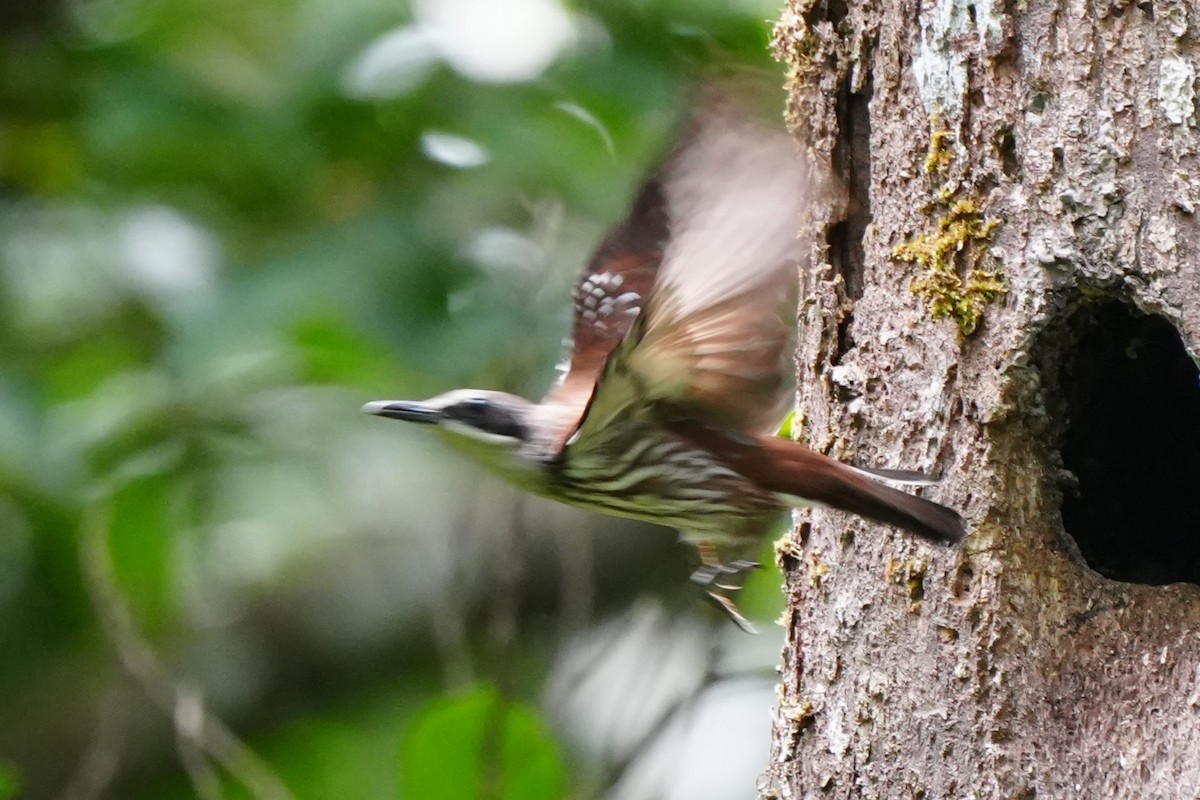 Long-billed Rhabdornis - ML638213700