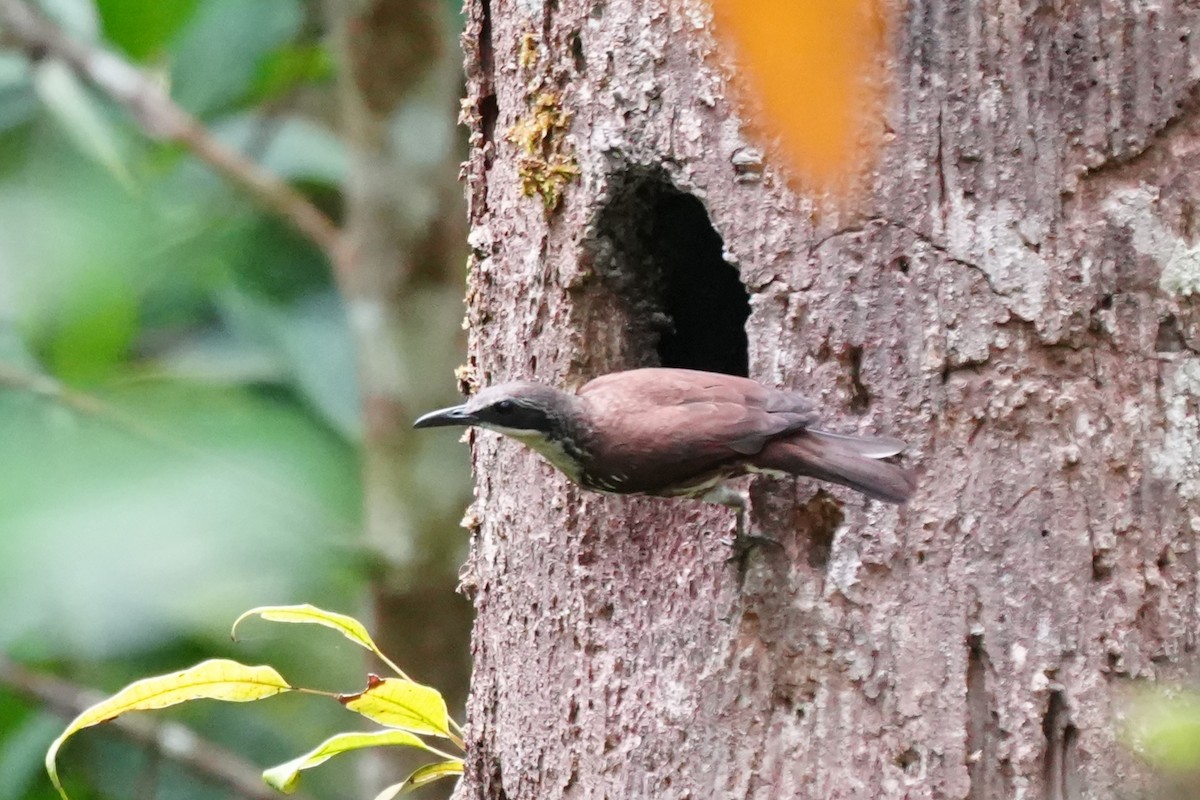 Long-billed Rhabdornis - ML638213702