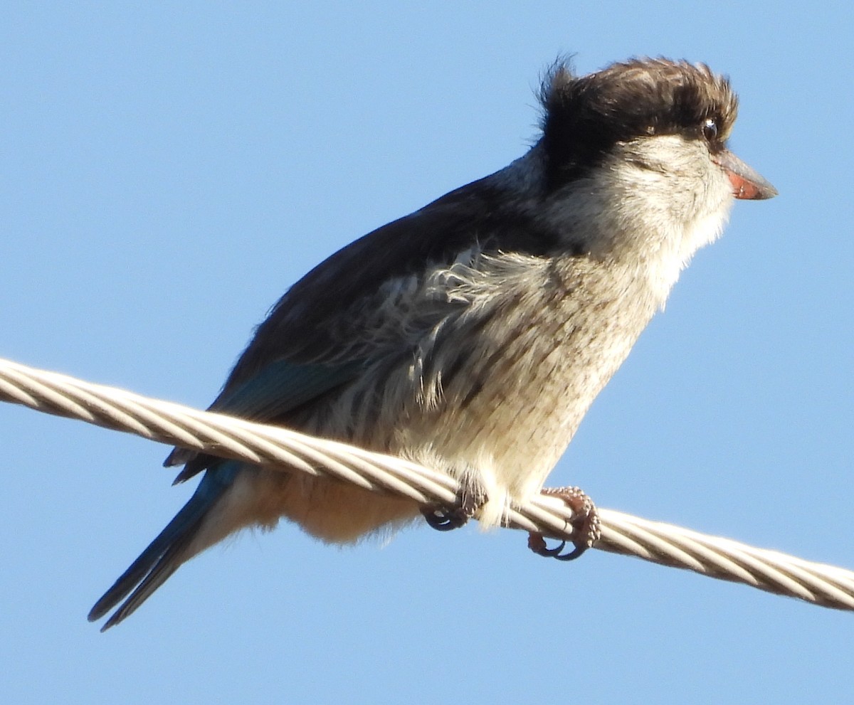 Striped Kingfisher - ML638213715