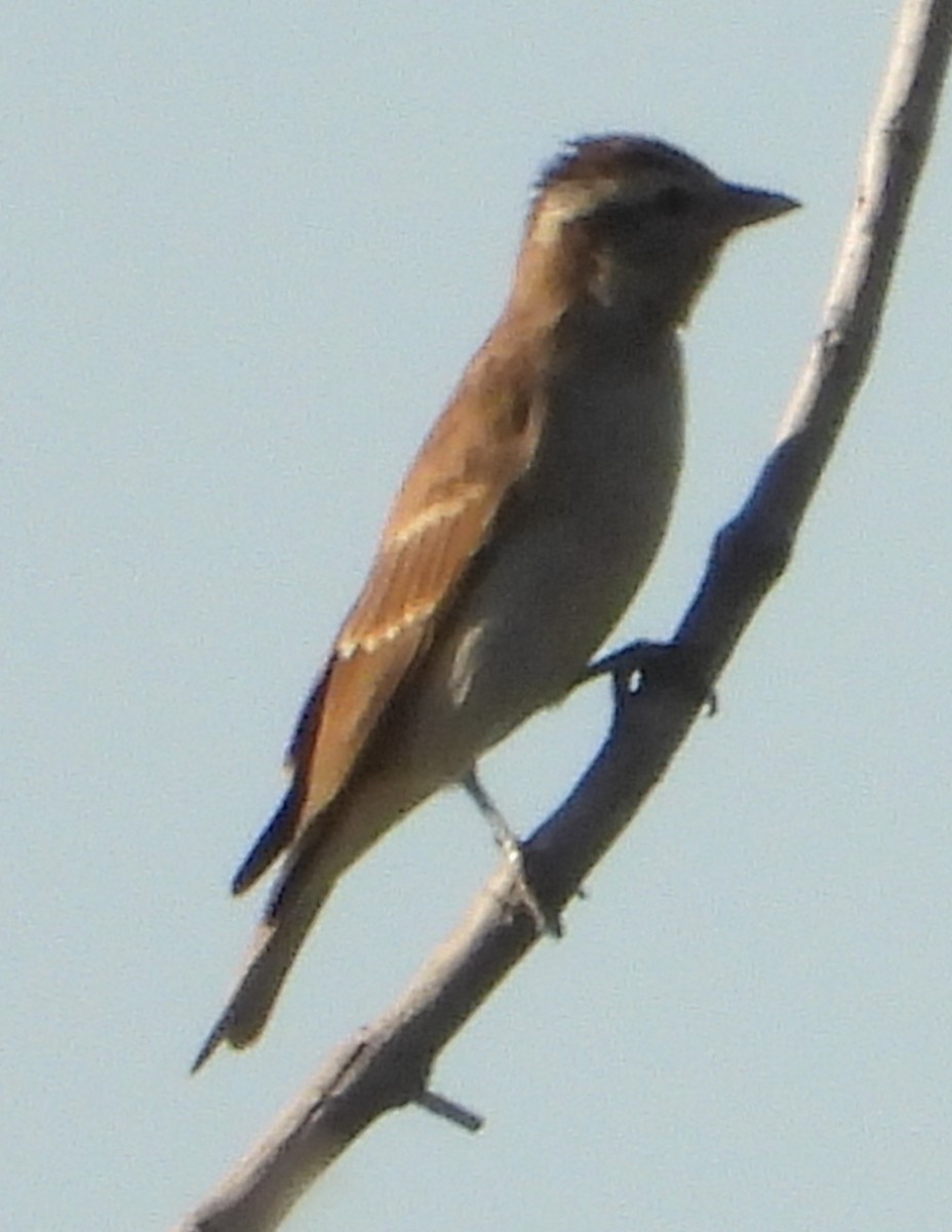Yellow-throated Bush Sparrow - ML638213719
