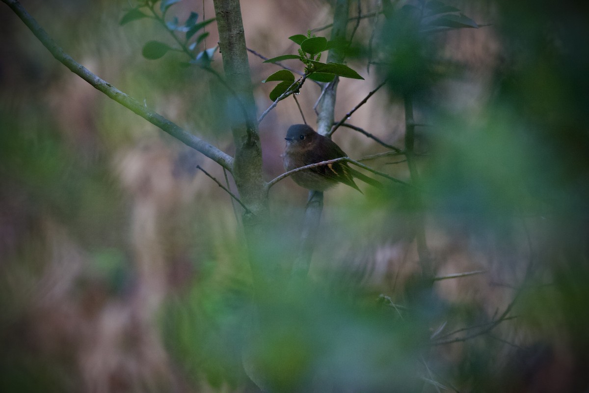Pink Robin - ML638213720