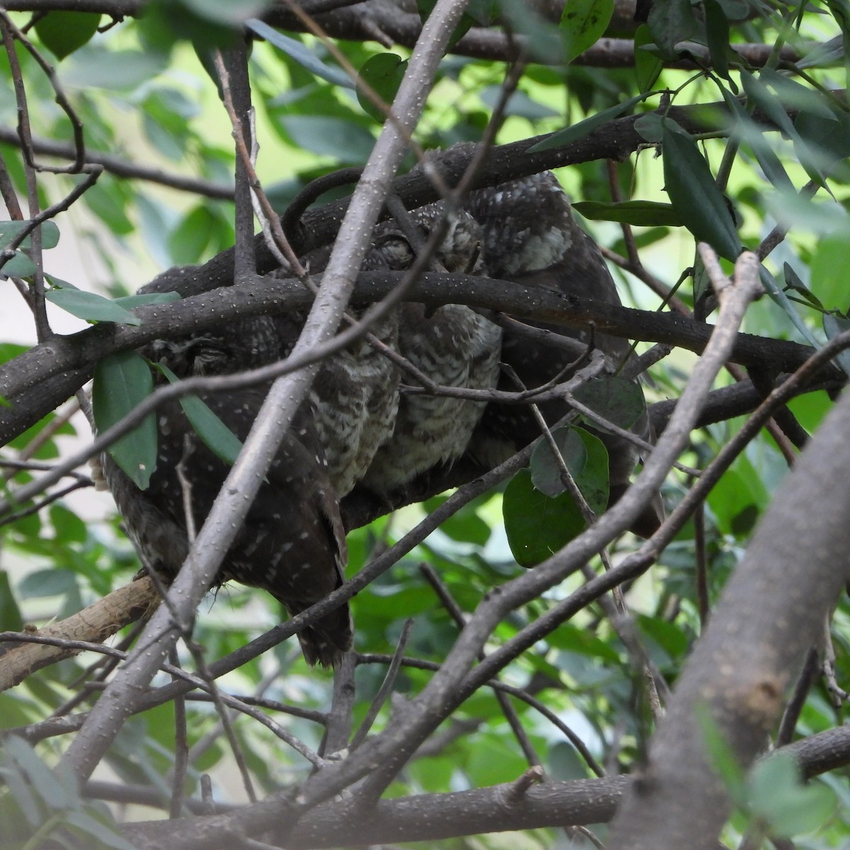 Spotted Owlet - ML638213722