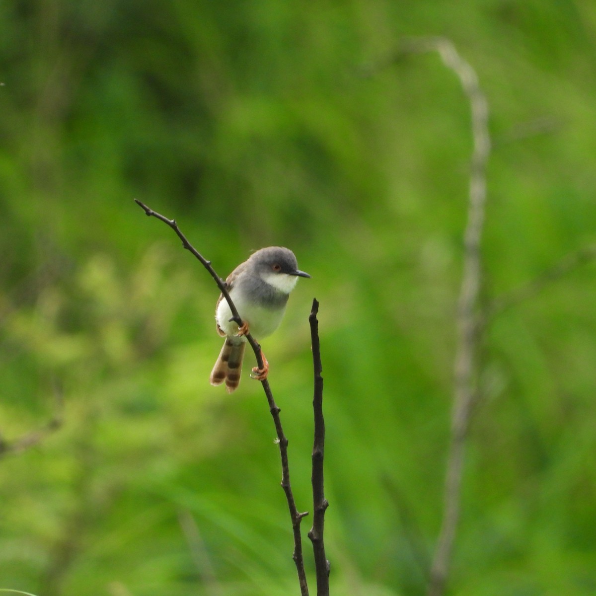 Gray-breasted Prinia - ML638213728