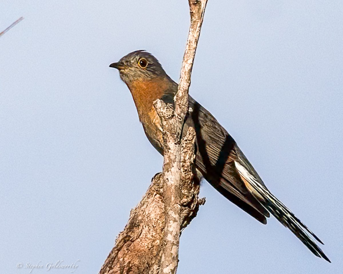 Fan-tailed Cuckoo - ML638213763