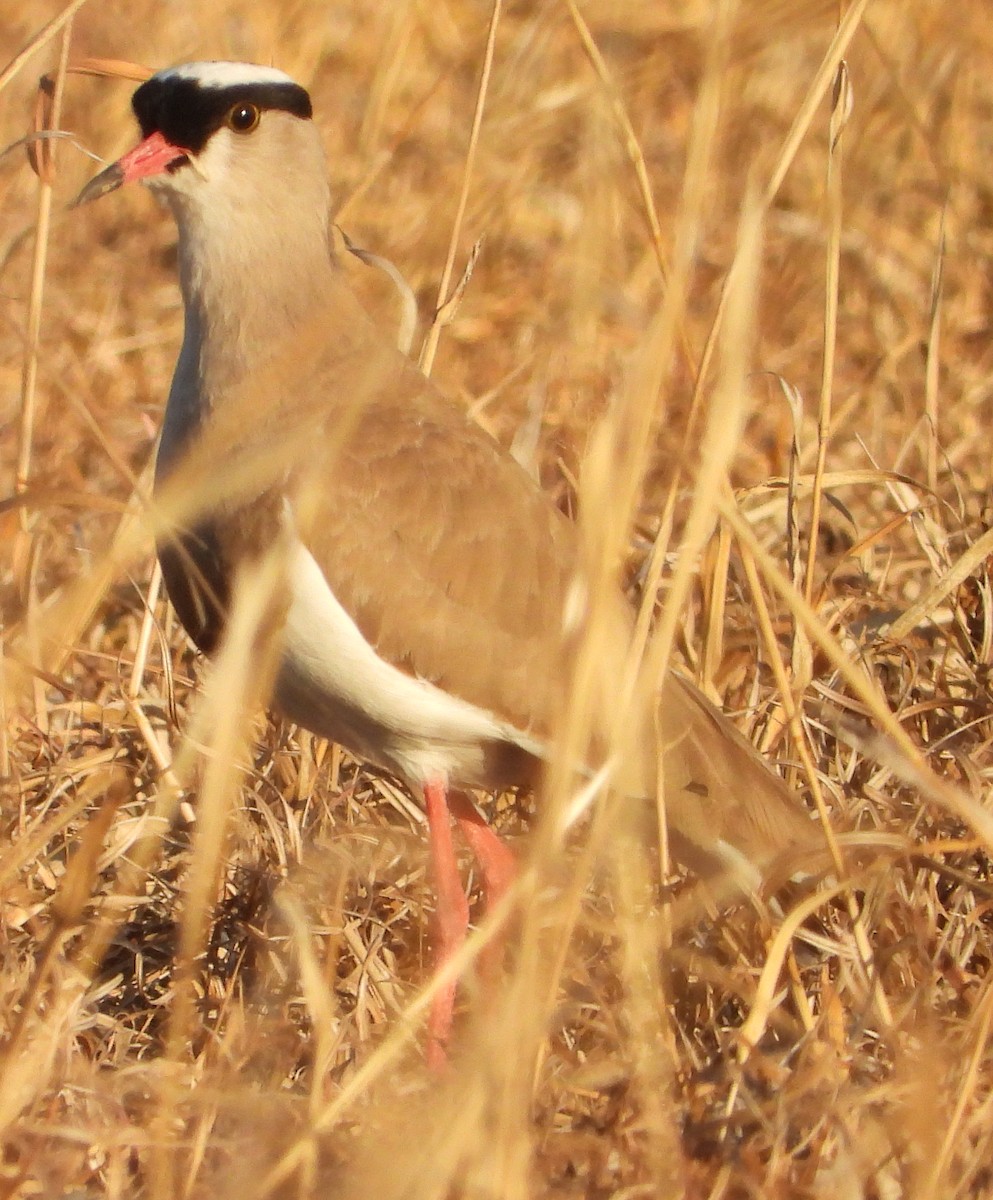 Crowned Lapwing - ML638213777