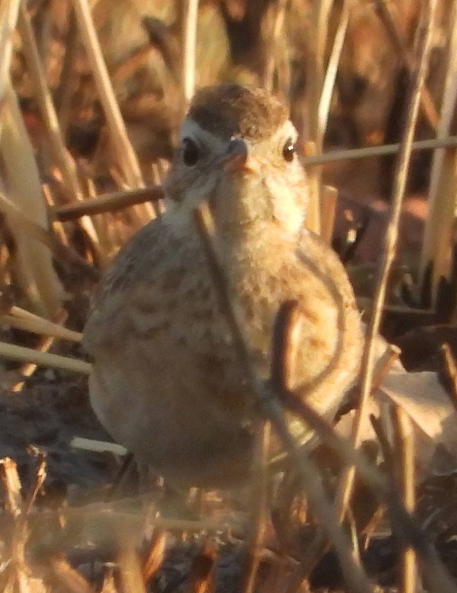 Plain-backed Pipit - ML638213812