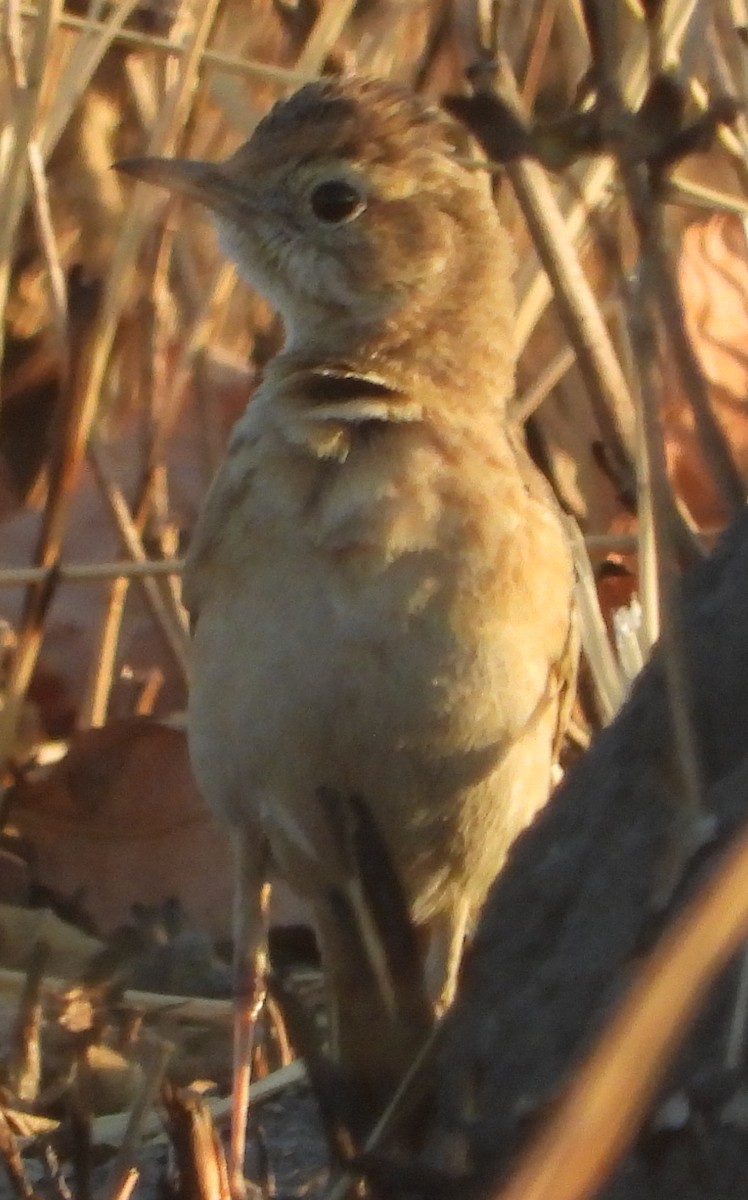 Plain-backed Pipit - ML638213814