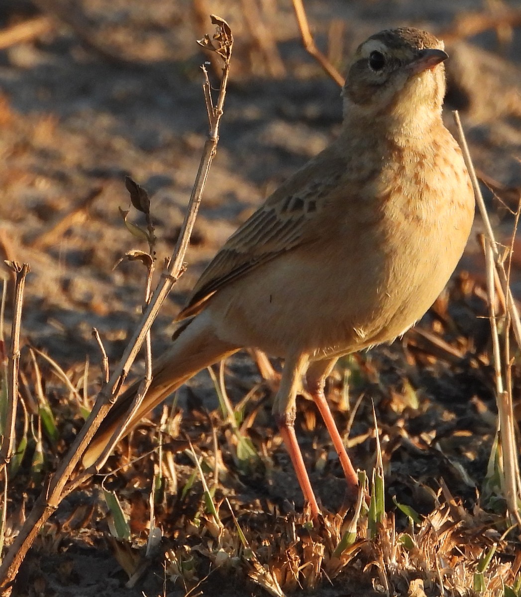 Plain-backed Pipit - ML638213815