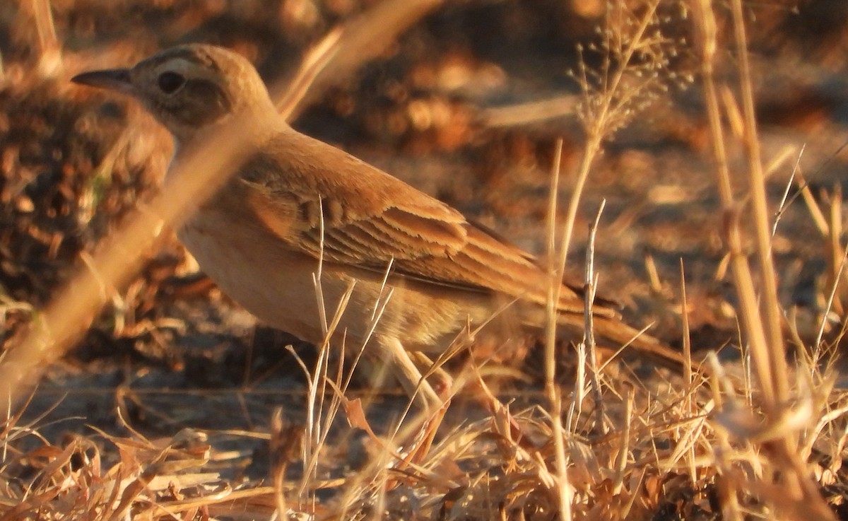 Plain-backed Pipit - ML638213816