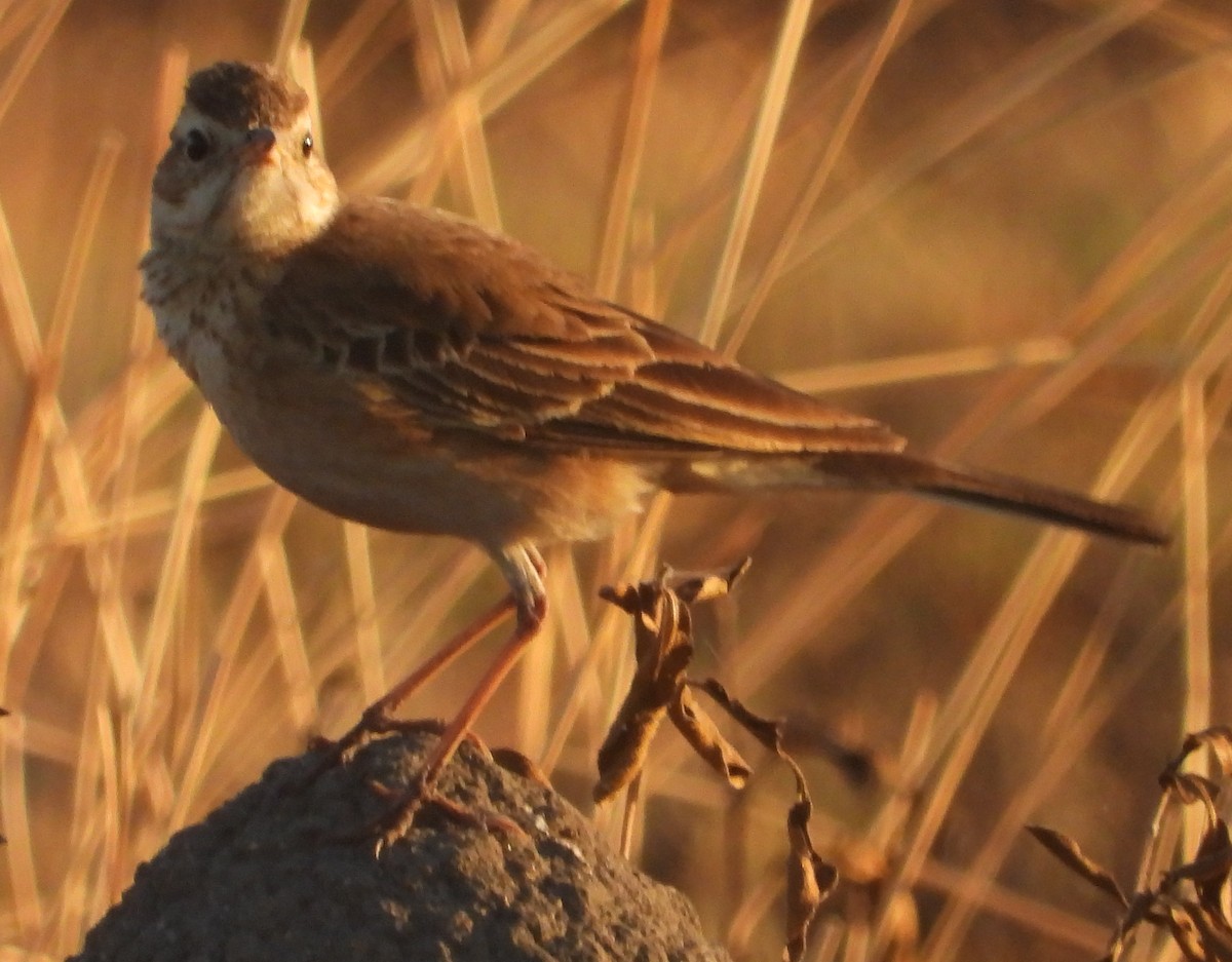 Plain-backed Pipit - ML638213817