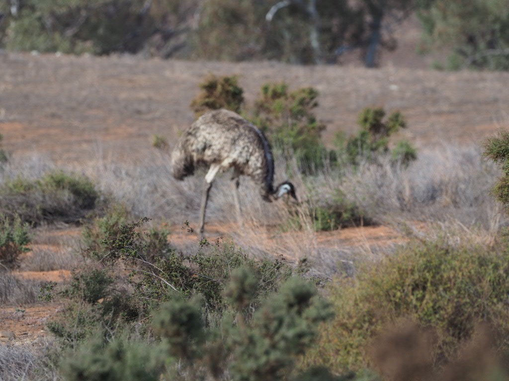 Emu - ML638213827