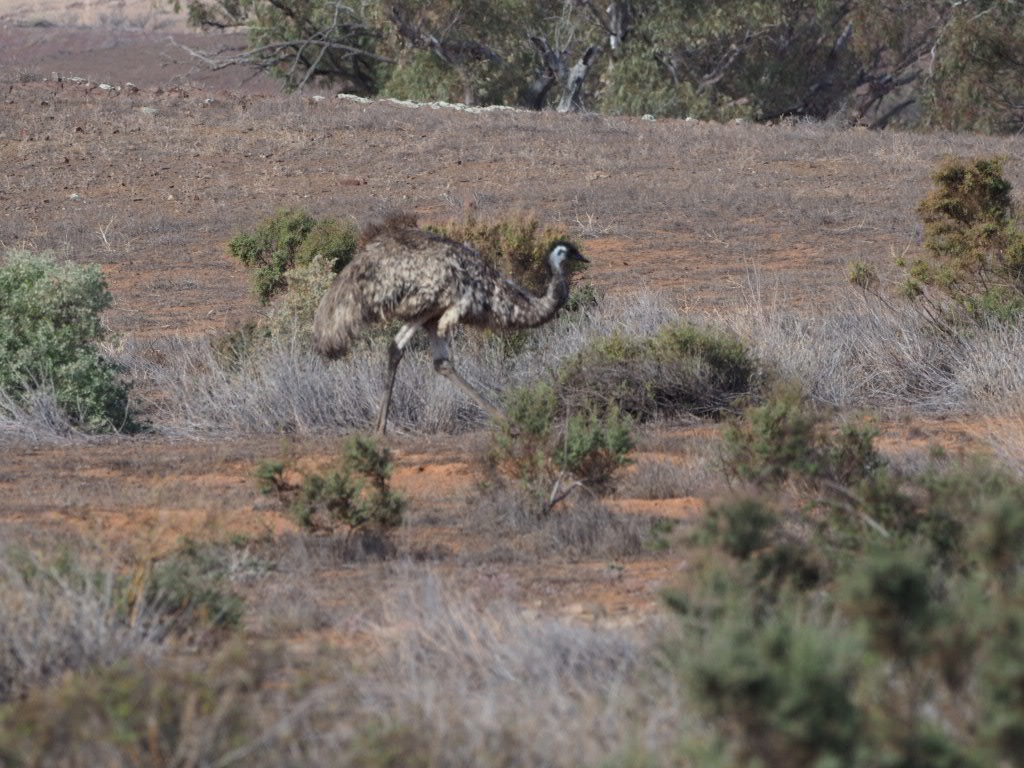 Emu - ML638213828