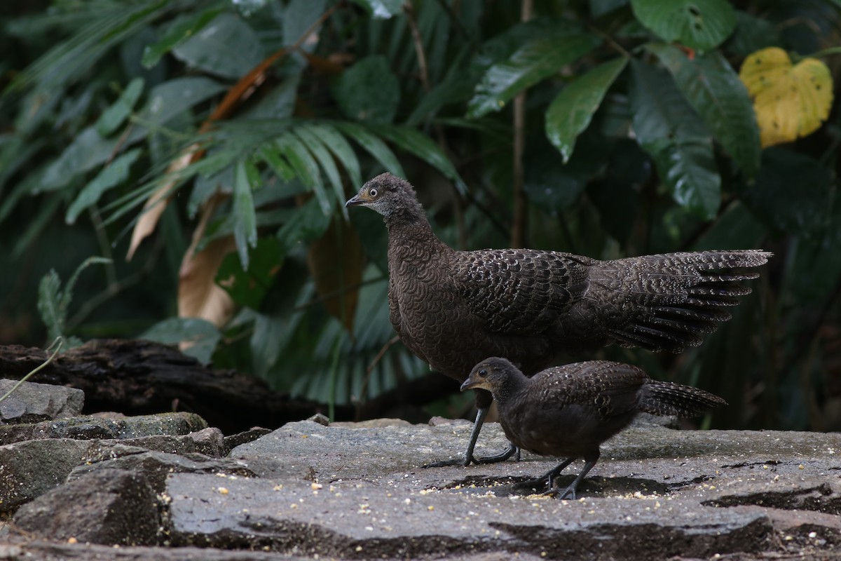 Gray Peacock-Pheasant - ML638213829