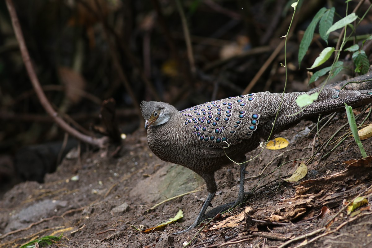Gray Peacock-Pheasant - ML638213830