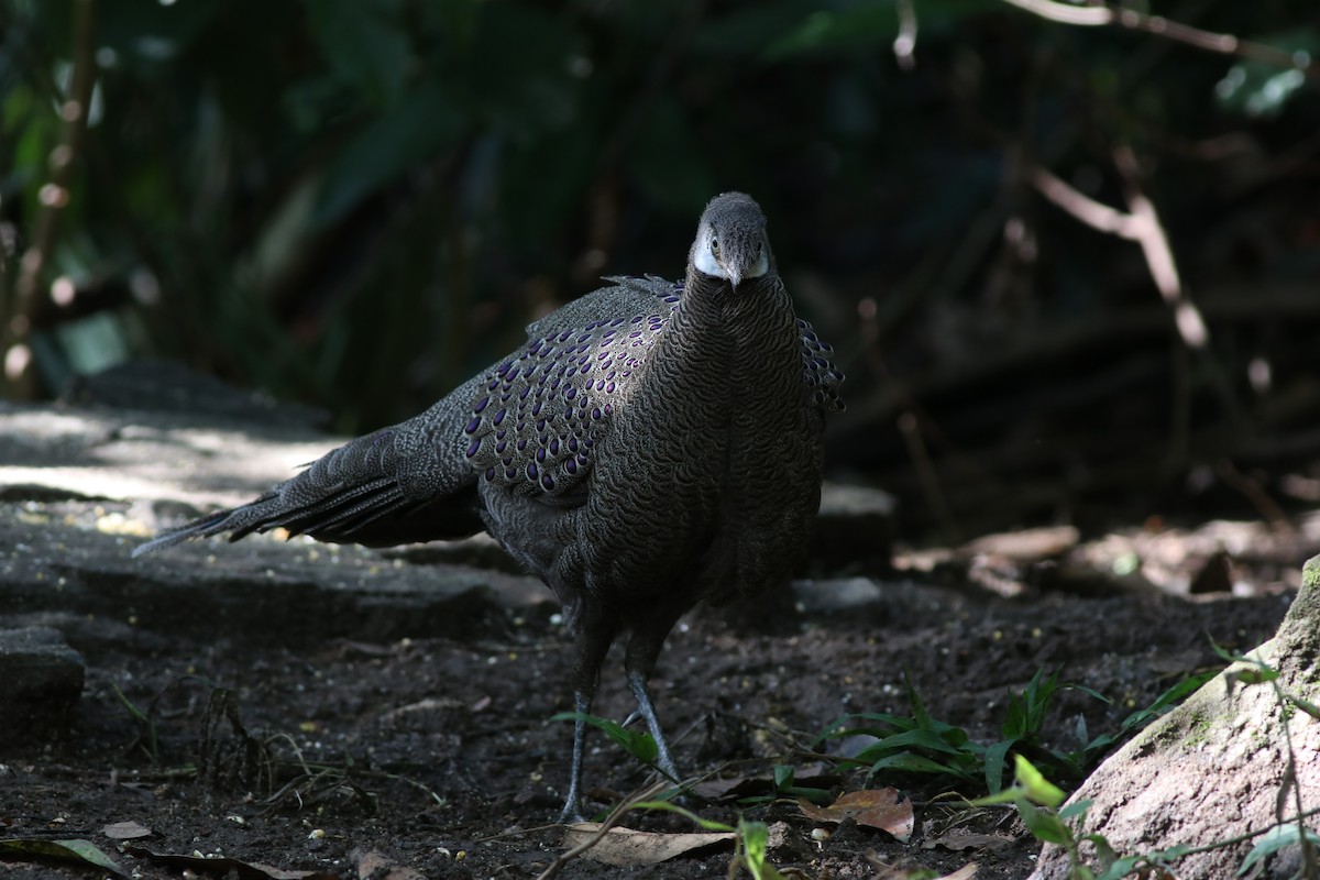 Gray Peacock-Pheasant - ML638213831