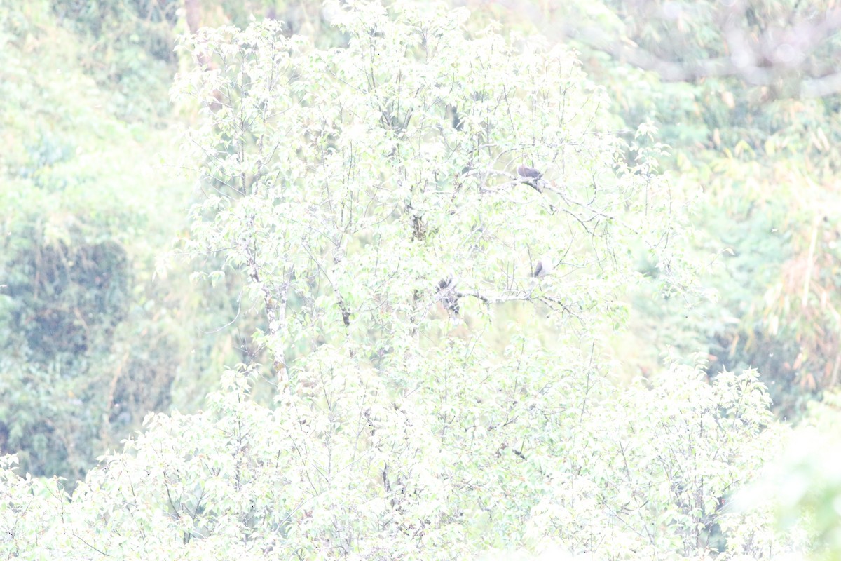 Mountain Imperial-Pigeon - ML638213834