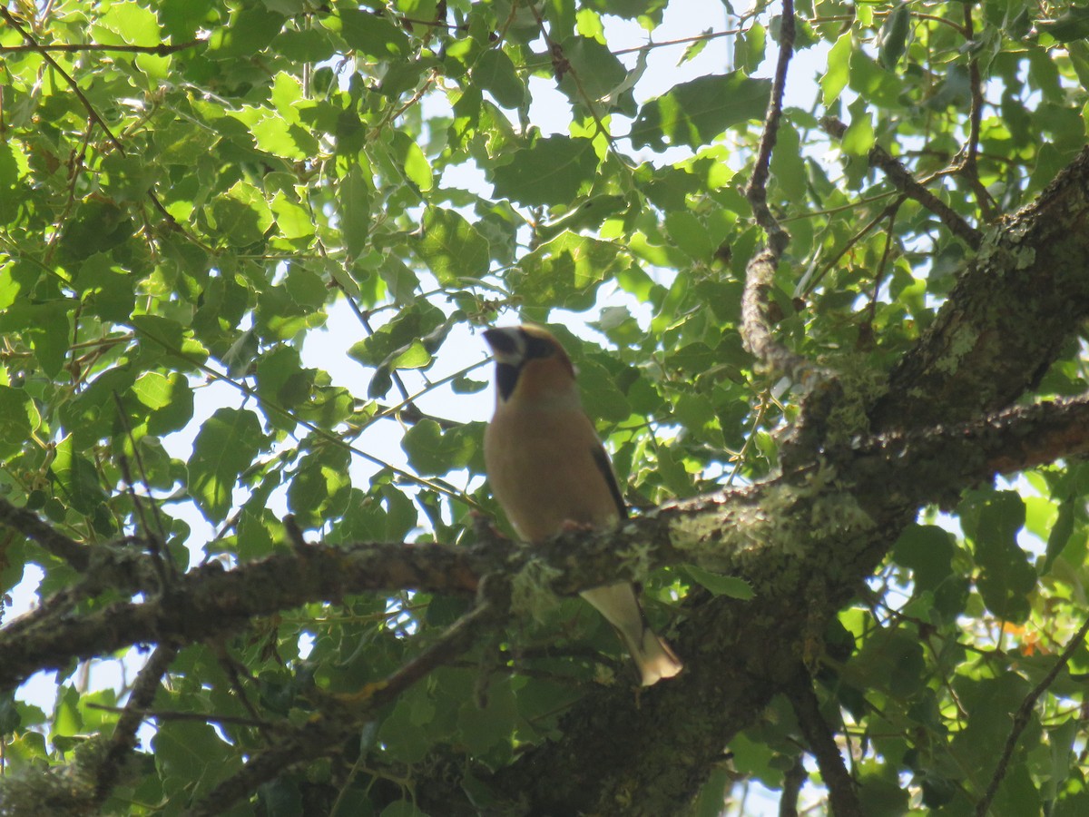 Hawfinch - ML638213835