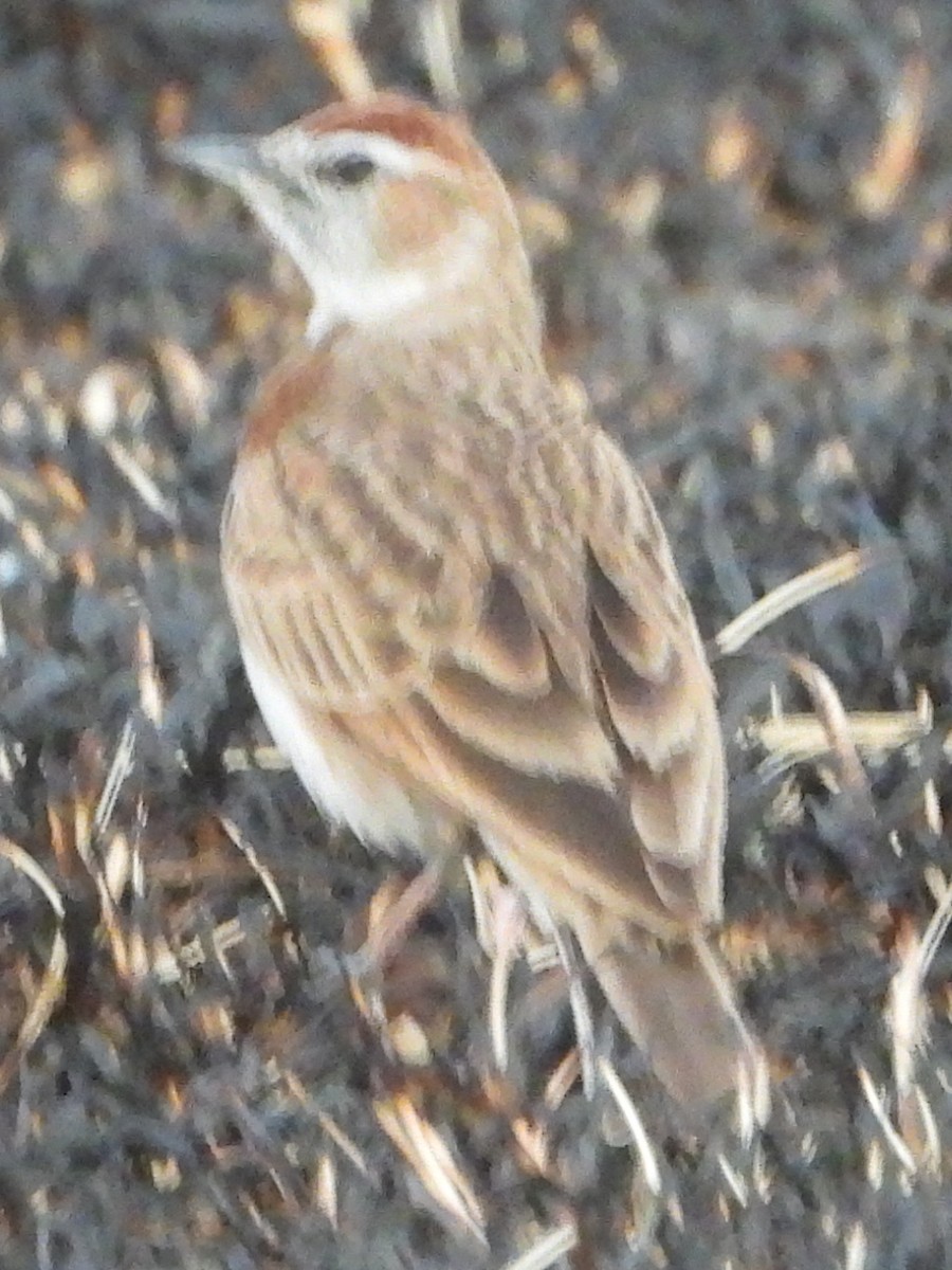 Red-capped Lark - ML638213836