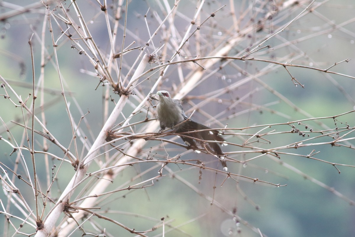 Green-billed Malkoha - ML638213846