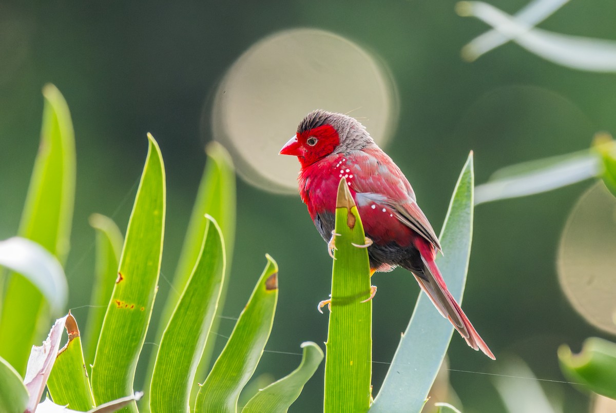 Crimson Finch - ML638213848