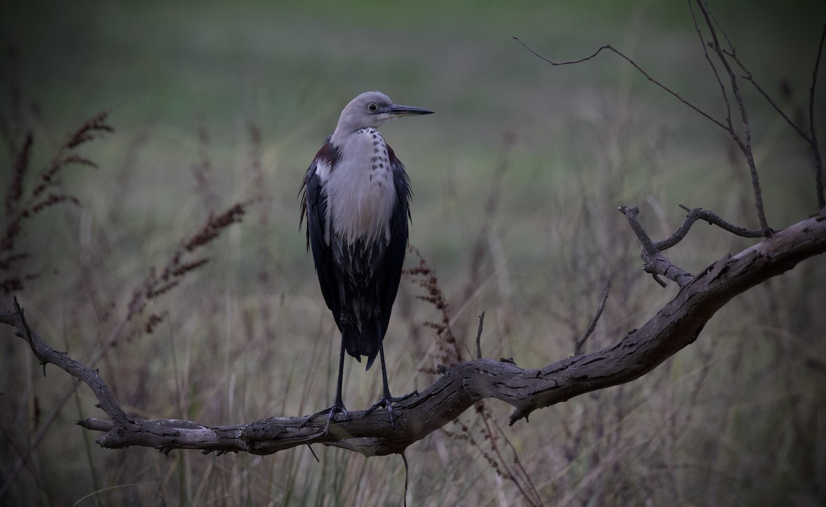 Pacific Heron - ML638213850
