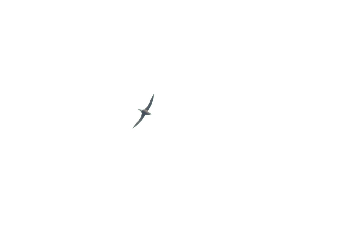 Brown-backed Needletail - ML638213864