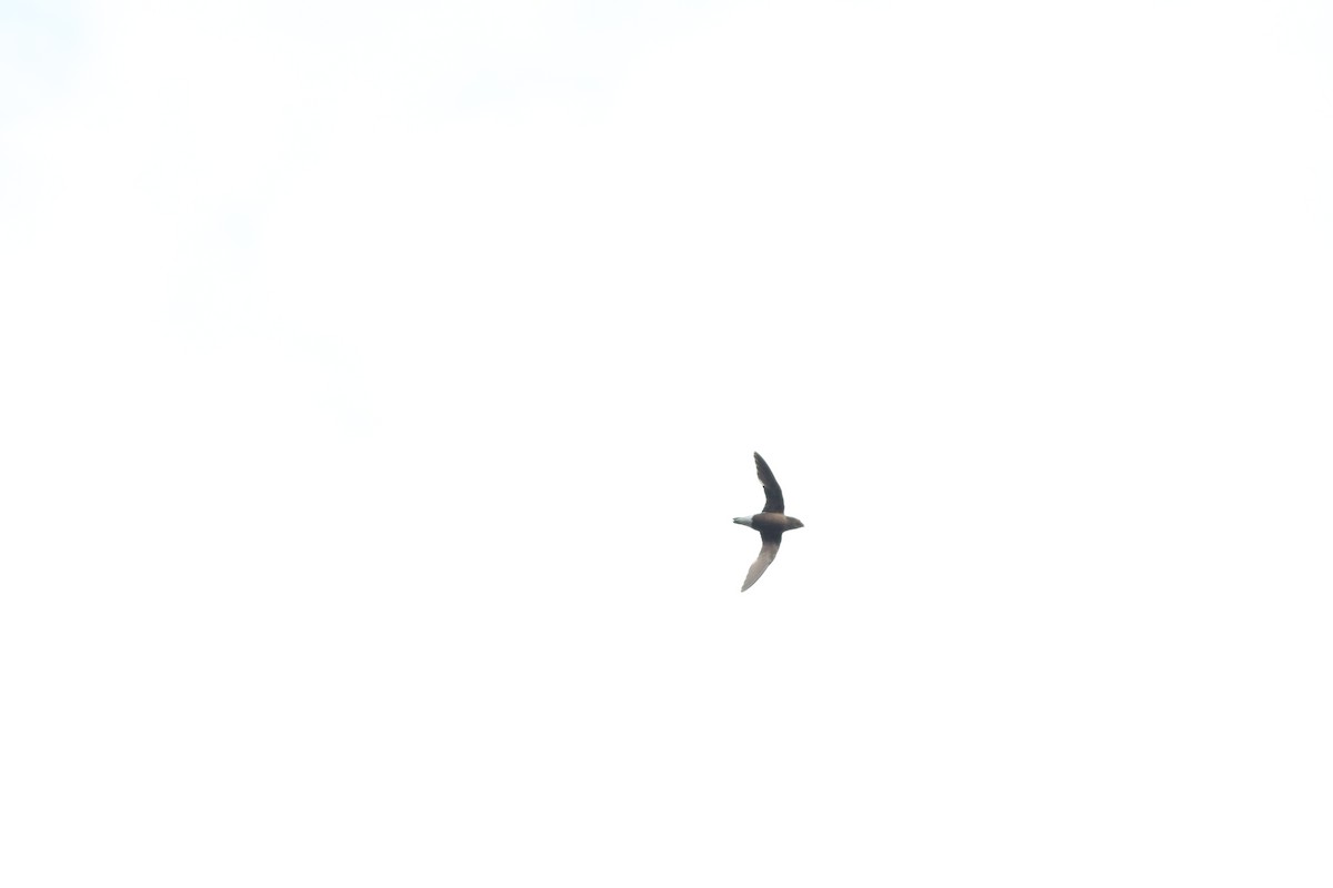 Brown-backed Needletail - ML638213865