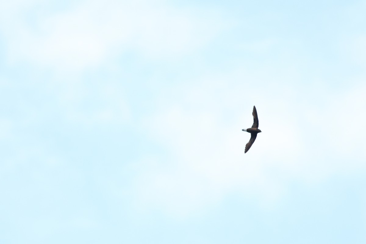 Brown-backed Needletail - ML638213866