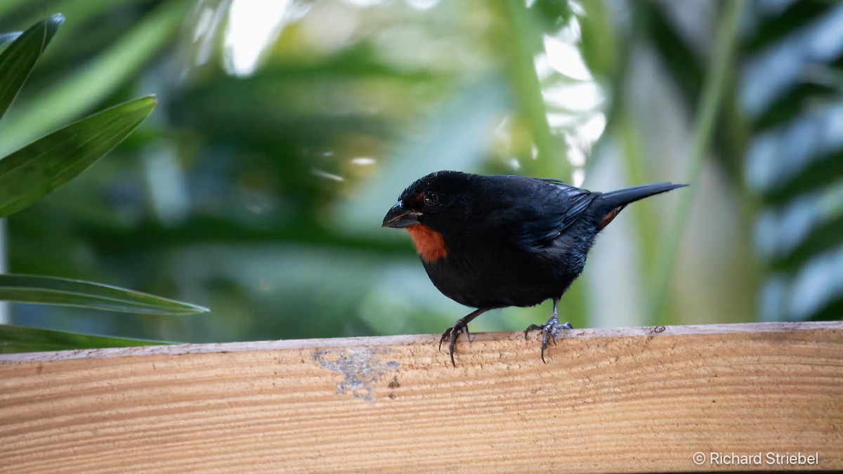 Lesser Antillean Bullfinch - ML638213870