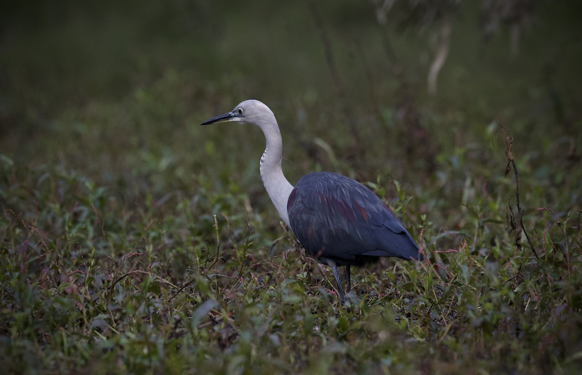 Pacific Heron - ML638213876